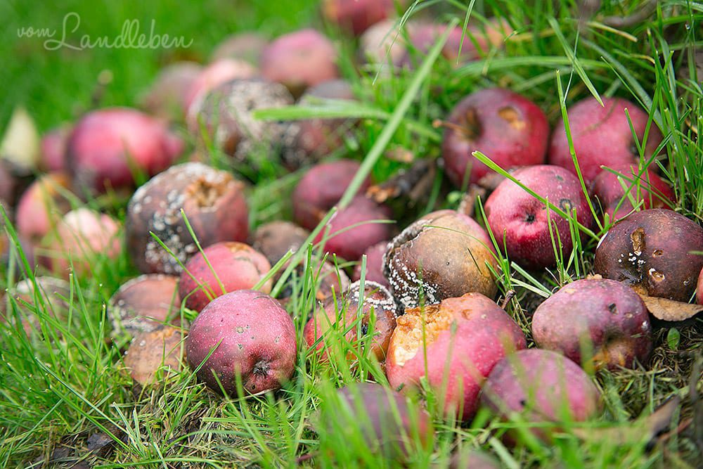 Gartenguckloch im Oktober 2017 – Fallobst