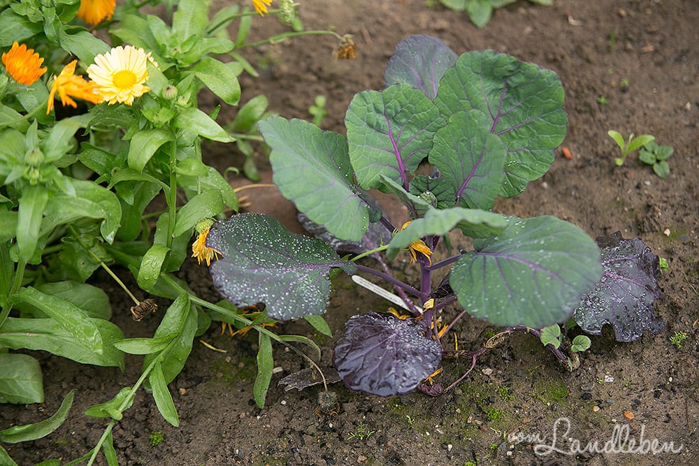Gartenguckloch im Oktober 2017 – Rotkohl