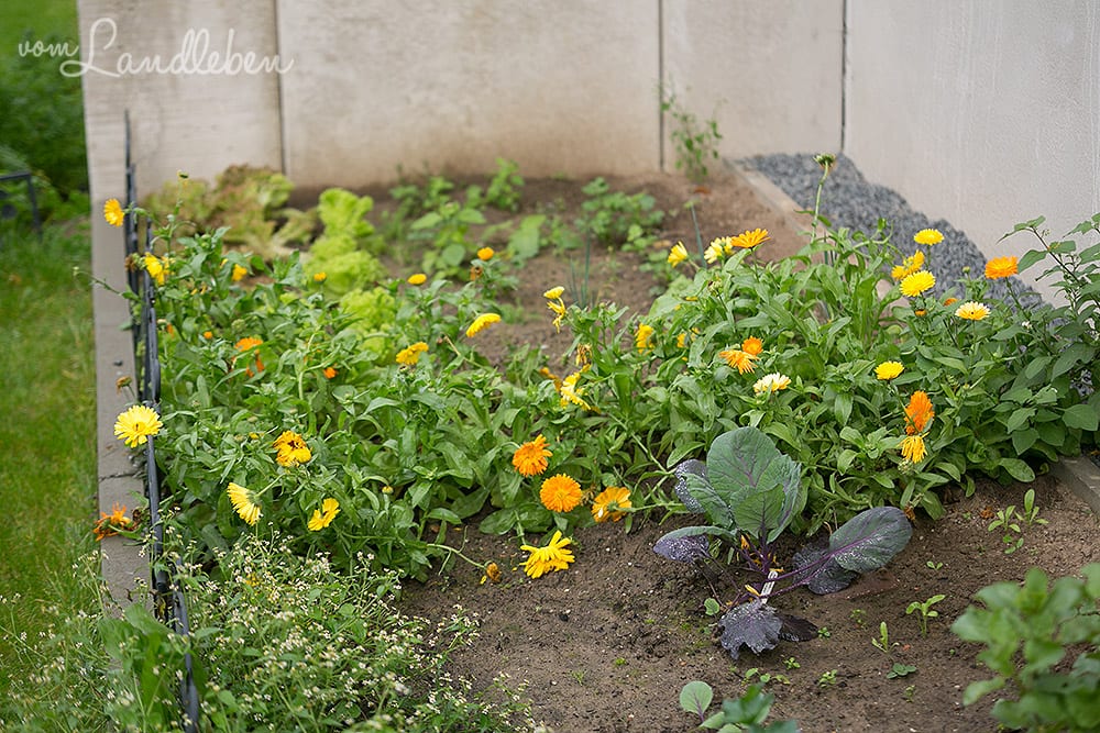 Gartenguckloch im Oktober 2017 – Gemüsebeet