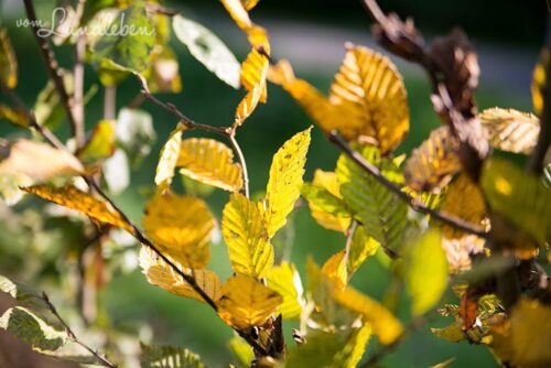 Gartenguckloch Oktober 2017