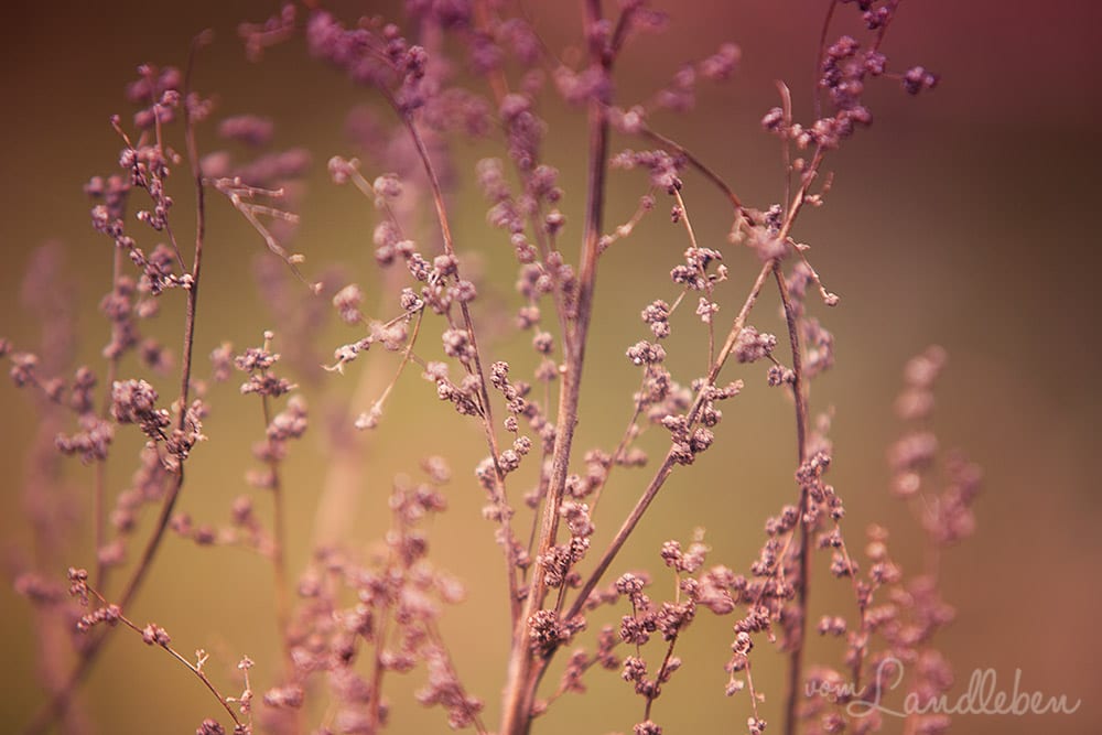 Gartenguckloch im Oktober 2017 – Herbst