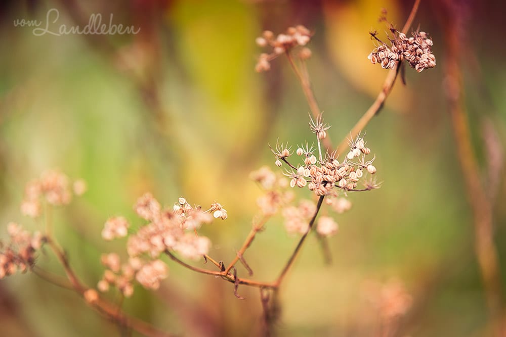 Gartenguckloch im Oktober 2017 - Herbst