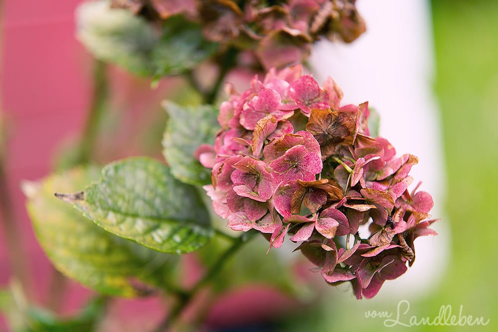 Gartenguckloch im Oktober 2017 – Hortensie