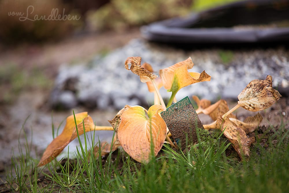 Gartenguckloch im Oktober 2017 – Hosta