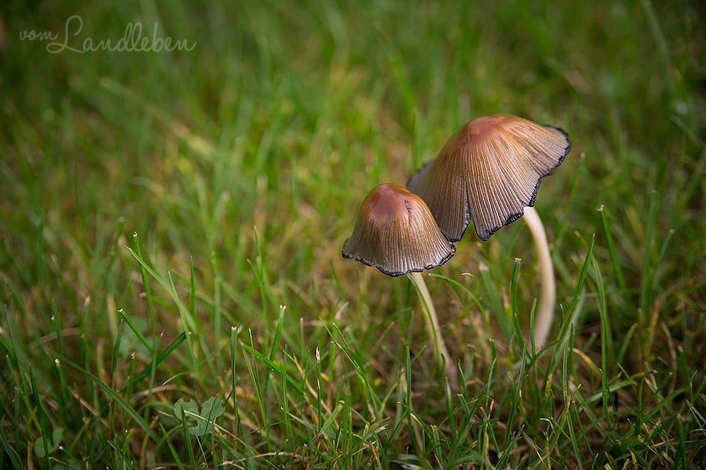 Gartenguckloch im Oktober 2017 – Pilze