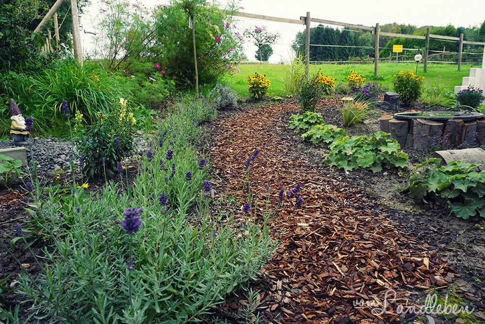 Lavendel im September 2017