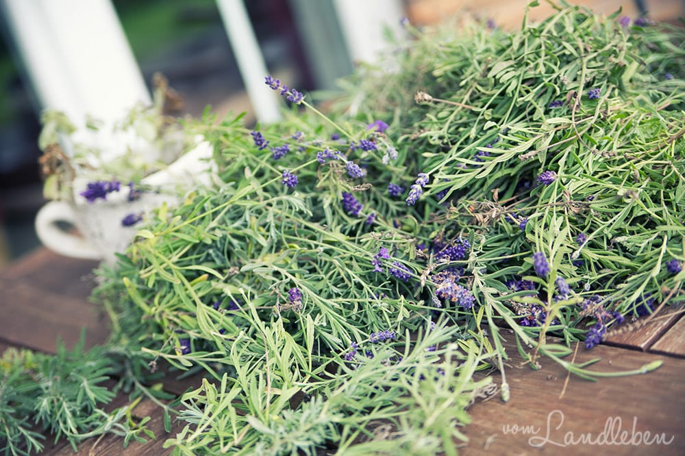 Lavendel trocknen