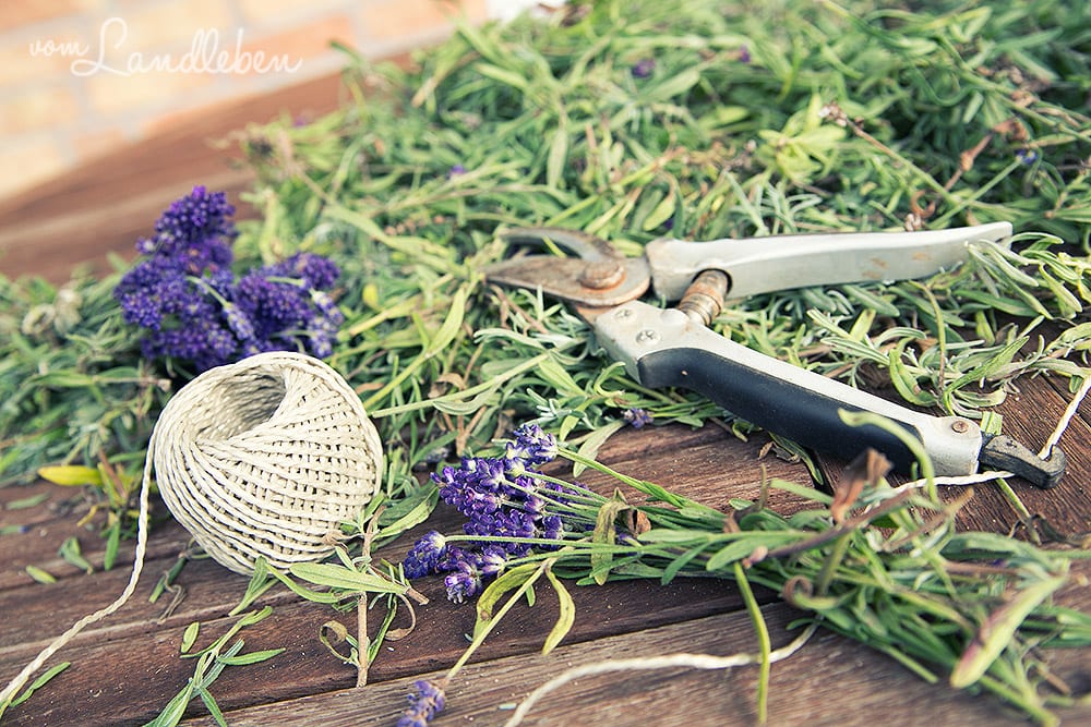 Lavendel trocknen