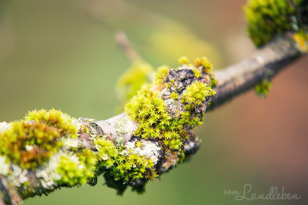 Moos am alten Apfelbaum
