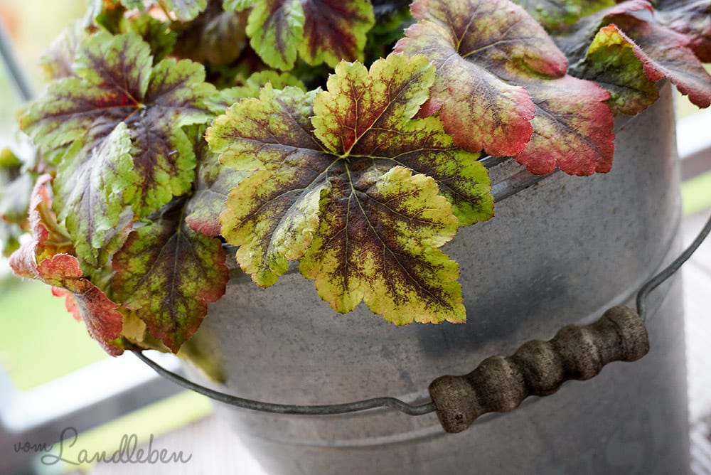 Heuchera auf dem Balkon