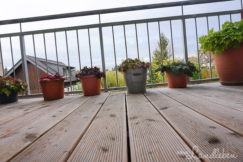 Heuchera auf dem Balkon