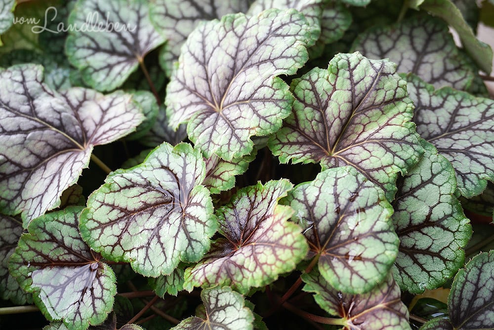 Heuchera