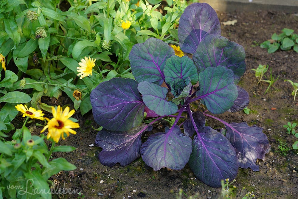 Rotkohl im Gemüsebeet