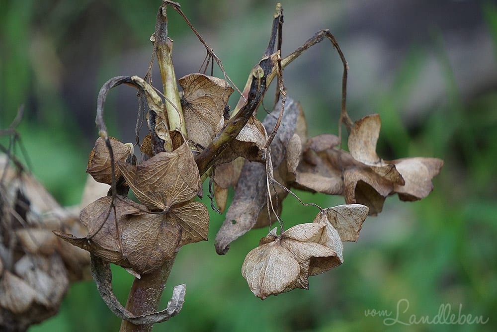 Verblühte Hortensie