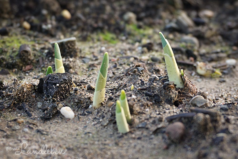 Gartenguckloch im Januar 2018