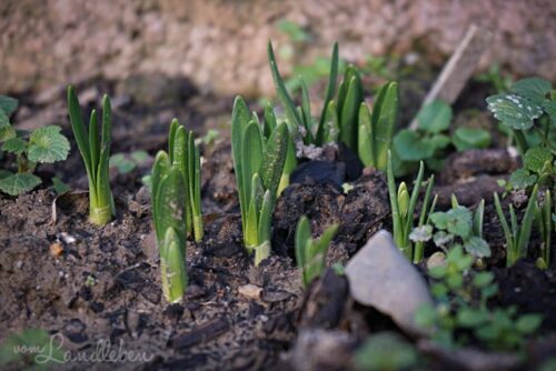 Gartenguckloch im Januar 2018