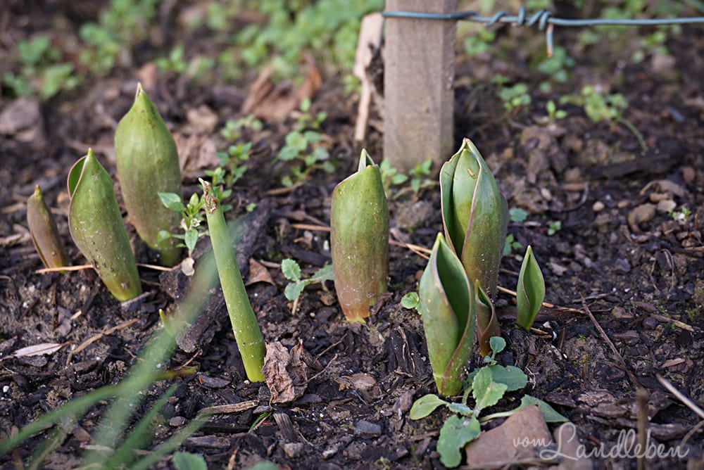 Gartenguckloch im Januar 2018