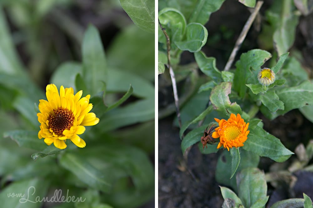 Gartenguckloch im Januar 2018