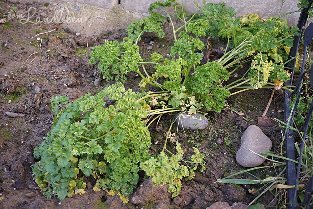 Petersilie im Januar 2018