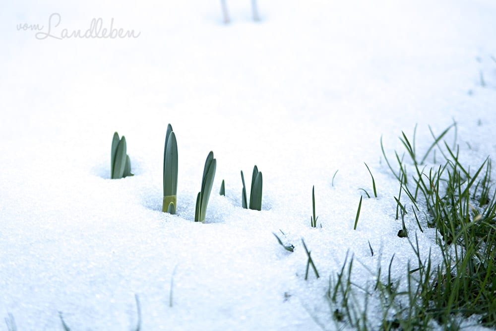 Gartenguckloch Februar 2018