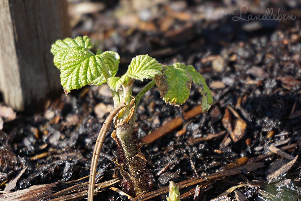 Himbeeren im Februar 2018
