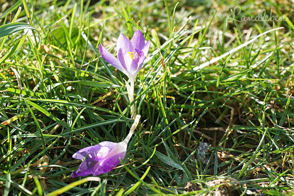 Krokus im Februar 2018