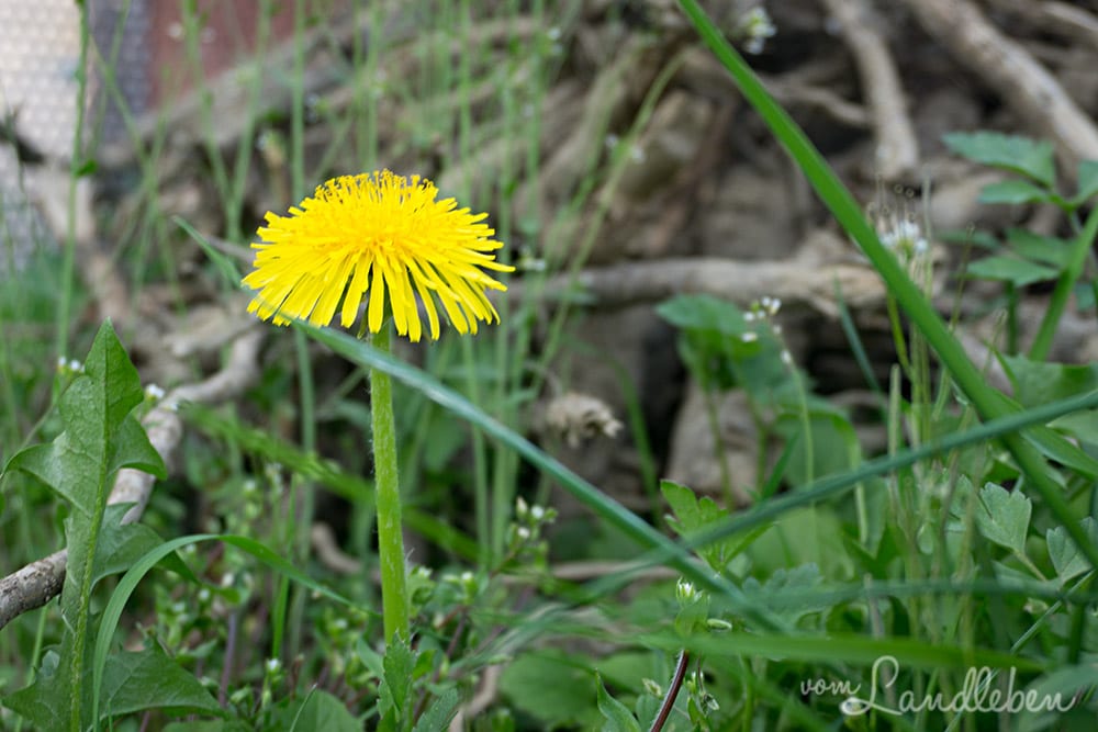 Löwenzahn