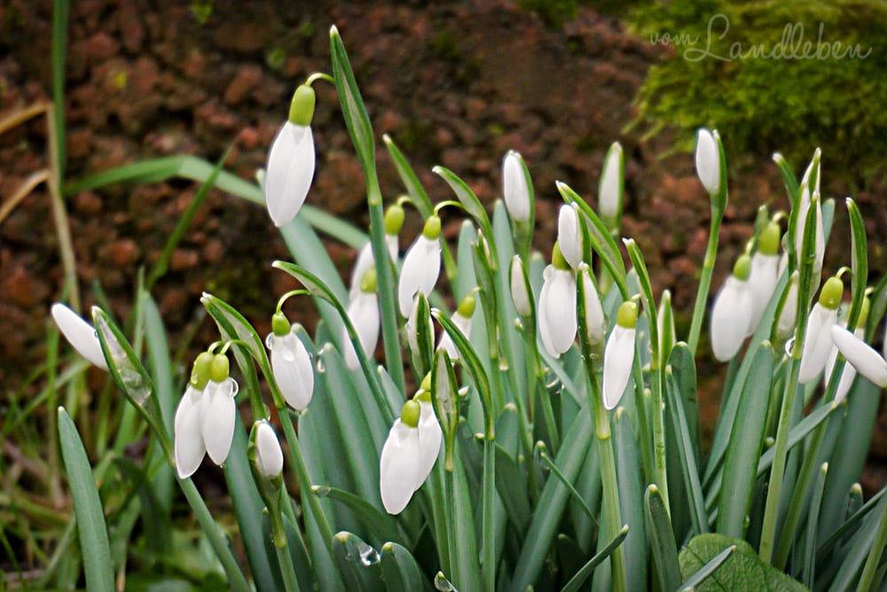 Schneeglöckchen