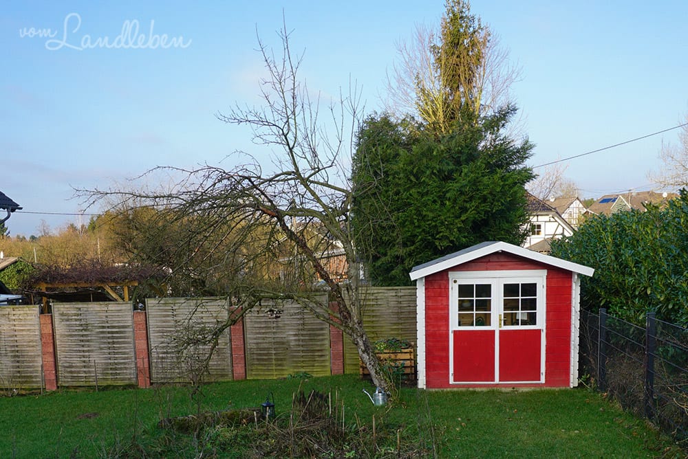 Der alte Apfelbaum im Januar 2018