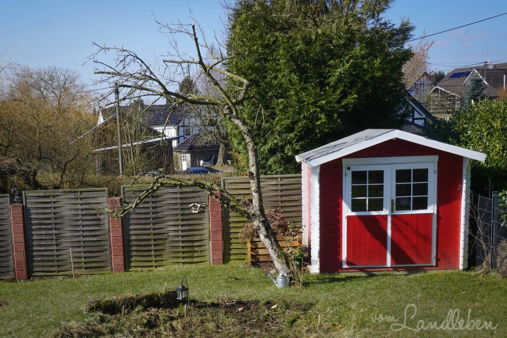 Der alte Apfelbaum im März 2018