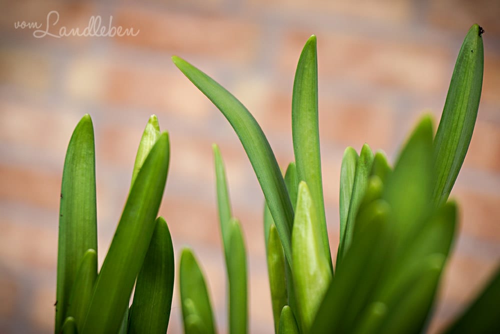 Gartenguckloch im März 2018