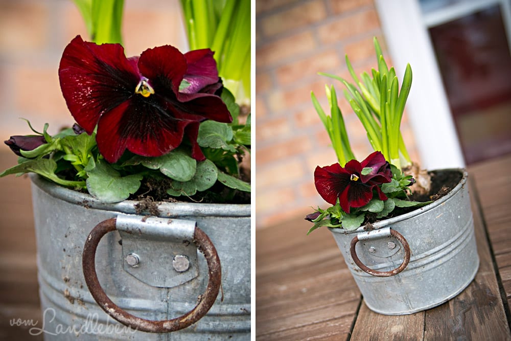 Gartenguckloch im März 2018