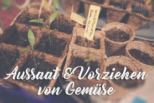 Aussaat & Vorziehen von Gemüse