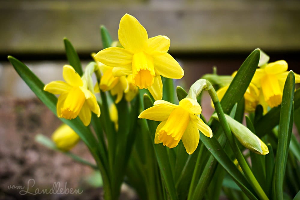 Osterglocken im März 2018