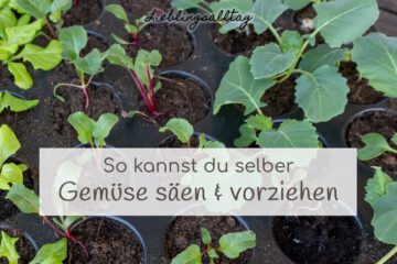 So kannst du selber Gemüse säen und vorziehen