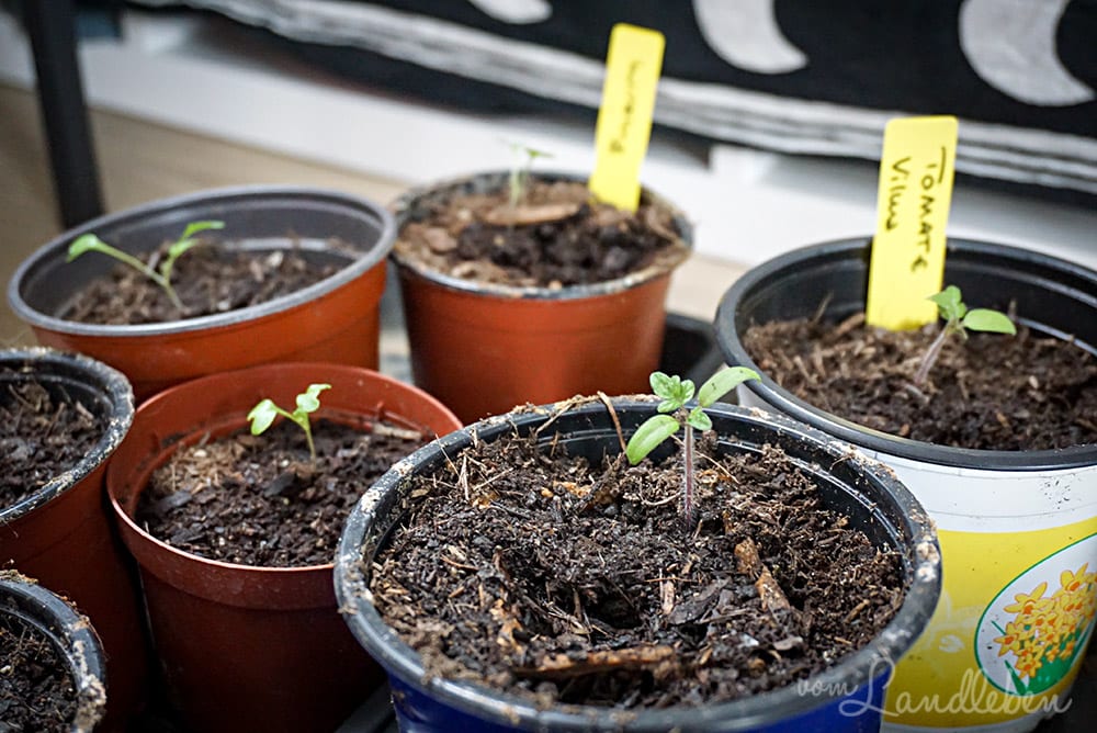 Tomaten vorziehen – März 2018