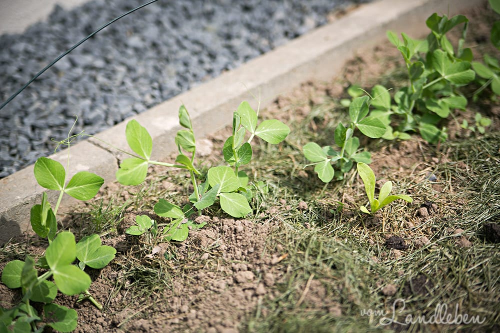 Erbsen im April 2018