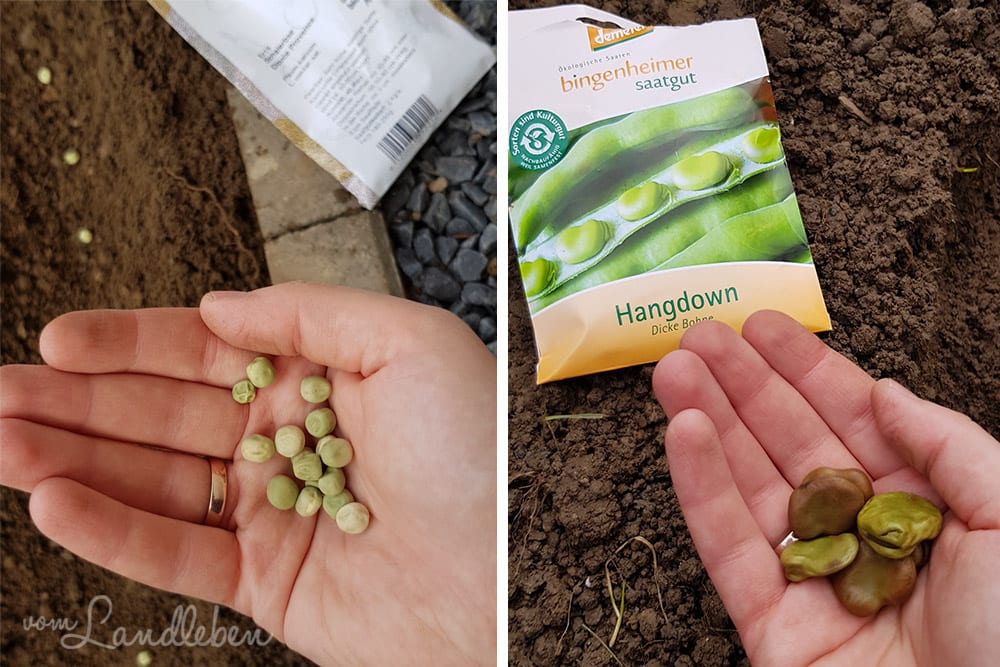 Erbsen und Dicke Bohnen säen – April 2018