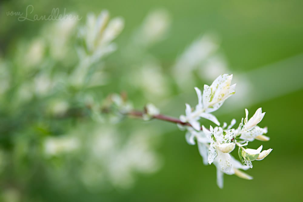 Harlekinweide im April 2018