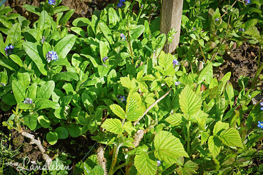 Himbeeren und Vergissmeinnicht im April 2018