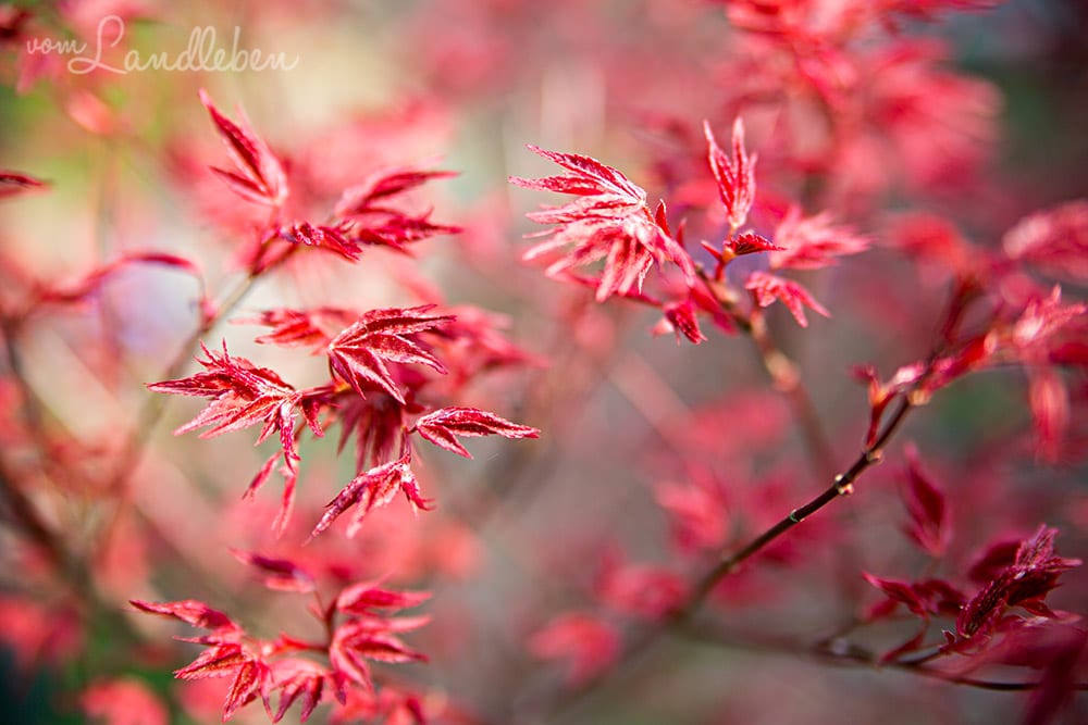 Japanischer Ahorn im April 2018