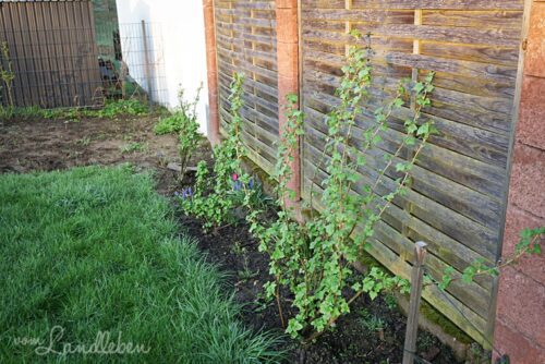 Johannisbeeren im April 2018