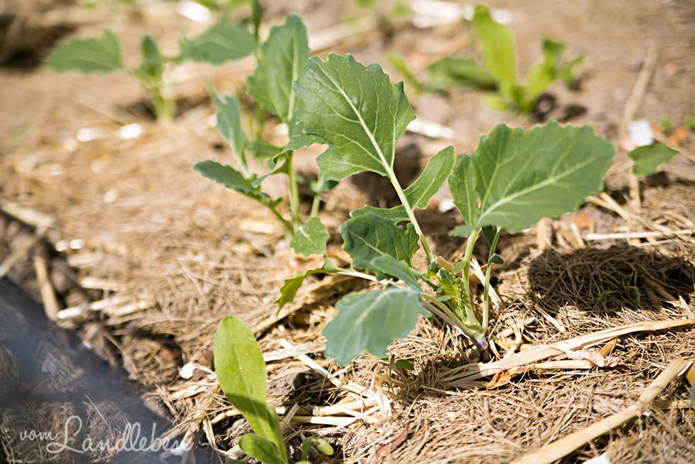 Kohlrabi im April 2018
