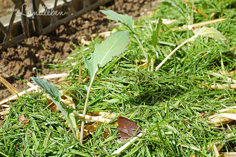 Kohlrabi im April 2018