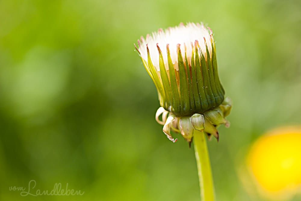 Löwenzahn