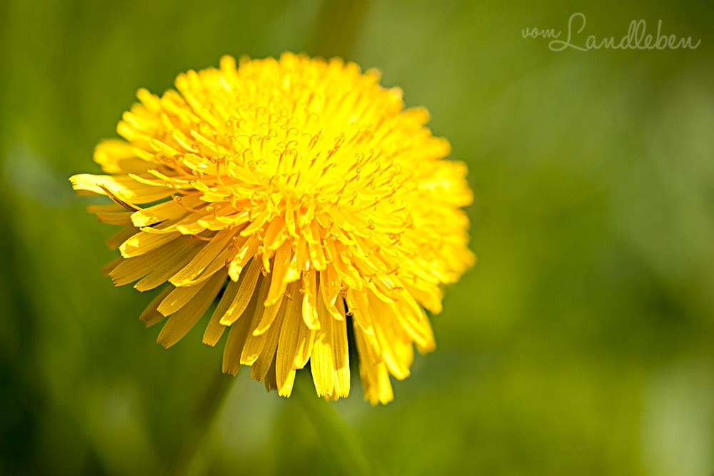 Löwenzahn