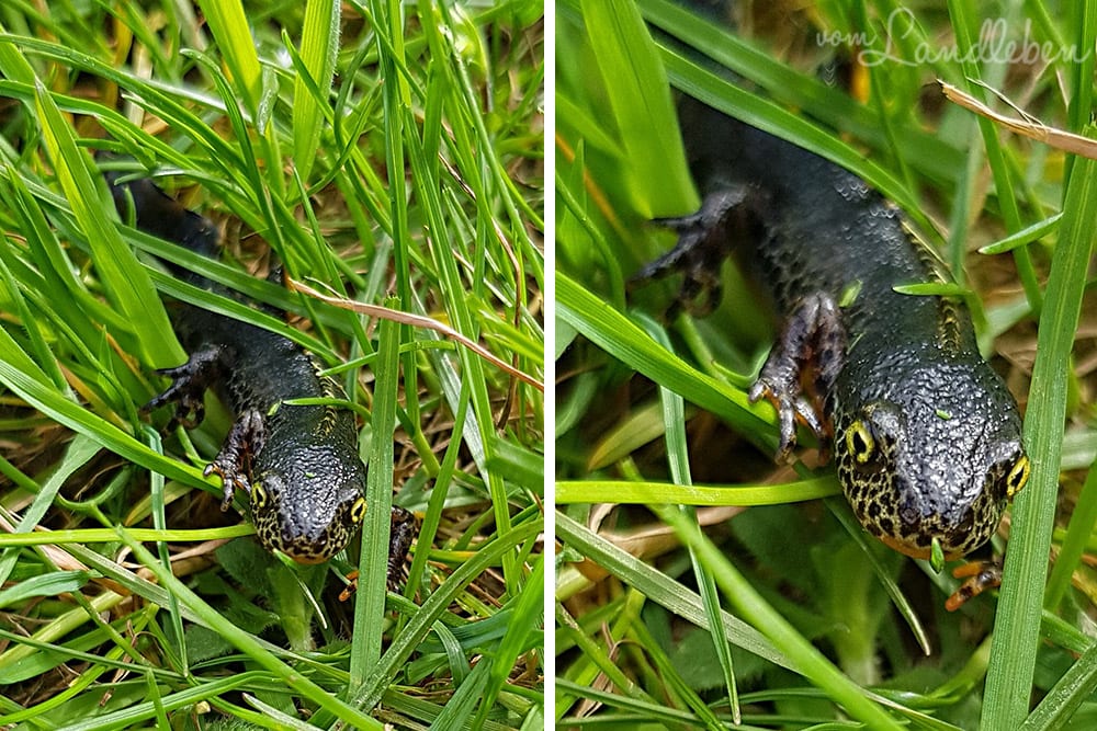 Lurch in unserem Garten