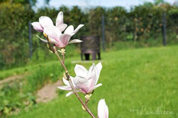 Magnolienblüte im April 2018