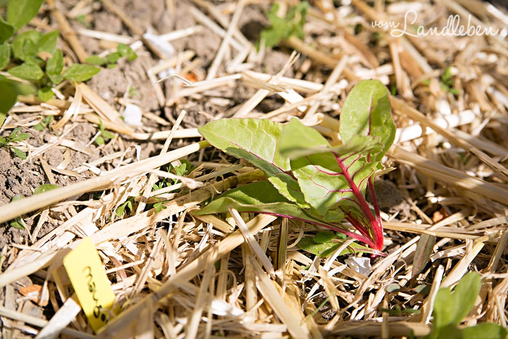 Mangold im April 2018