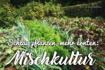 Mischkultur im Gemüsebeet